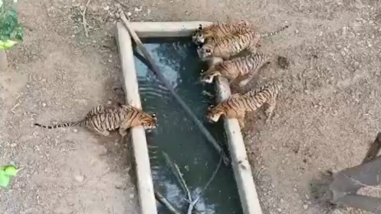 Video: भीषण गर्मी से इंसान ही नहीं पशु भी परेशान, अपनी प्यास बुझाते हुए कैमरे में कैद हुआ बाघ परिवार