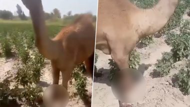 Animal Cruelty in Pakistan: पाकिस्तान में क्रूरता की हद पार, खेत में चरने पर एक व्यक्ति ने ऊंट के काटे पैर, देखें भयानक वीडियो