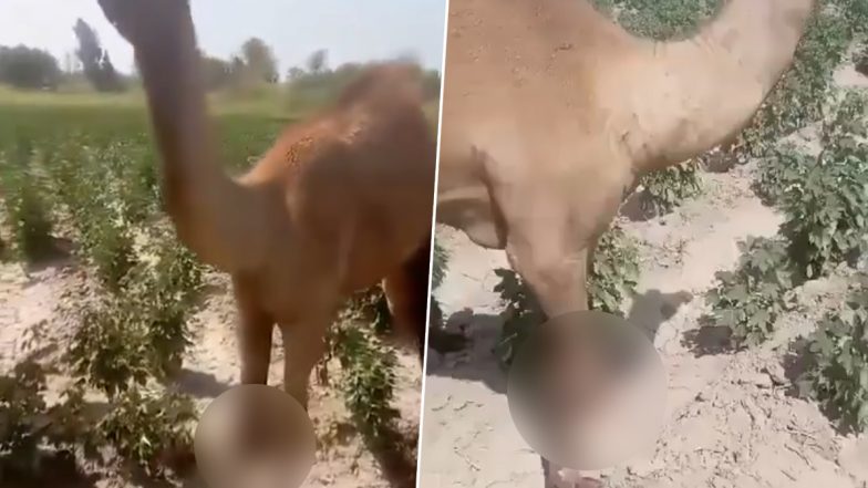 Animal Cruelty in Pakistan: पाकिस्तान में क्रूरता की हद पार, खेत में चरने पर एक व्यक्ति ने ऊंट के काटे पैर, देखें भयानक वीडियो