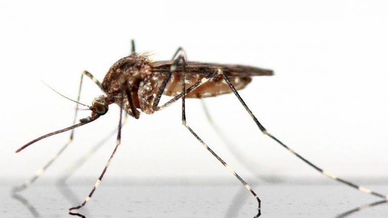 Zika Virus in Pune: पुणे में जीका वायरस के सात नए केस, कुल मामलों की संख्या बढ़कर हुई 73