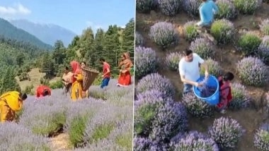 Jammu-Kashmir Lavender: जम्मू-कश्मीर की भद्रवाह घाटी में लैवेंडर की खेती से किसान हुए खुश, इस बार पैदावार उनकी उम्मीद से बेहतर-Video