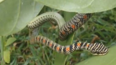 Takshak Snake Found In Bihar: बिहार में मिला उड़ने वाला सांप, लोगों की उमड़ी भीड़; वन विभाग ने किया रेस्क्यू