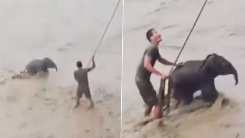Elephant Calf Rescue: बाढ़ के बीच नदी से हाथी के बच्चे को किया गया रेस्क्यू, असम के कोकराझार की घटना-Video