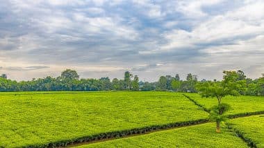 Assam Build Roads In Tea Gardens: 800 करोड़ रुपये की लागत से टी-गार्डन में बनाएं जाएंगे रोड, असम सरकार का फैसला