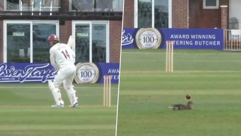 Cricket Ball Nearly Hits Duck Video: इंग्लैंड में काउंटी चैंपियनशिप के दौरान मैदान के अंदर बैठे बत्तख से टकरा गई गेंद,  वीडियो हुआ वायरल
