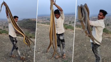 Snakes In Hand Video: लड़के ने हाथों में ऐसे पकड़े छह बड़े सांप, जैसे कोई रस्सी हो, सोशल मीडिया पर जमकर वायरल हो रहा है ये वीडियो