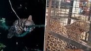 Gadchiroli Leopard Video: रात के अंधेरे में शिकार करने पहुंचा तेंदुआ, लेकिन गलती से खुद ही कुएं में जा गिरा, गडचिरोली की घटना से परिसर में खलबली