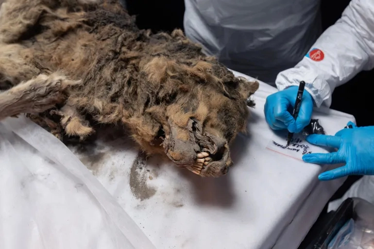 wolf frozen in permafrost for about 44,000 years