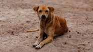 Dog Meat: क्या राजस्थान से बेंगलुरु सप्लाई किया गया 4500 किलो कुत्ते का मांस? यशवंतपुर रेलवे स्टेशन पर हिंदू संगठनों ने किया बवाल- VIDEO
