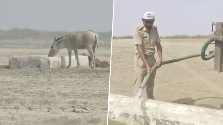 Water Arrangement For Animals: कच्छ रण में गर्मी से जानवरों का बुरा हाल, वनविभाग ने की पानी की व्यवस्था, 100 से ज्यादा जलभंडारण से रोजाना बुझाई जा रही है वन्यजीवों की प्यास-Video