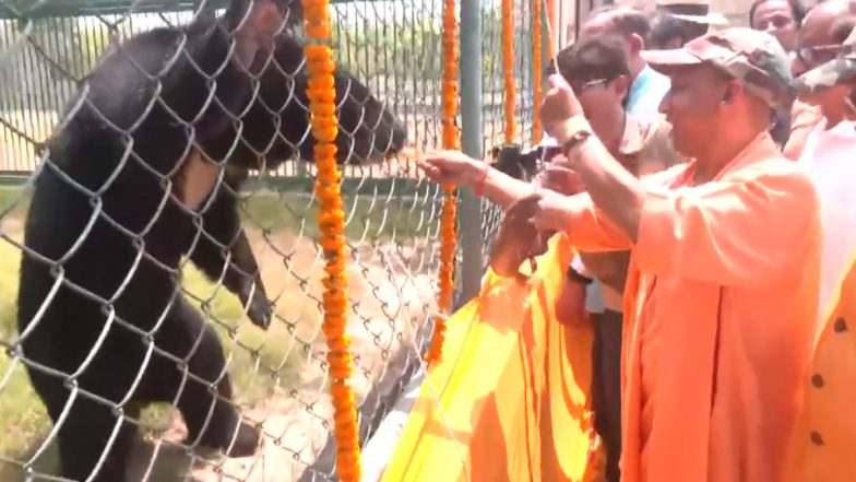CM Yogi Adityanath Visits Zoo: उत्तरप्रदेश के सीएम योगी आदित्यनाथ पहुंचे गोरखपुर के चिड़ियाघर, भालू को खिलाई आईसक्रीम-Video