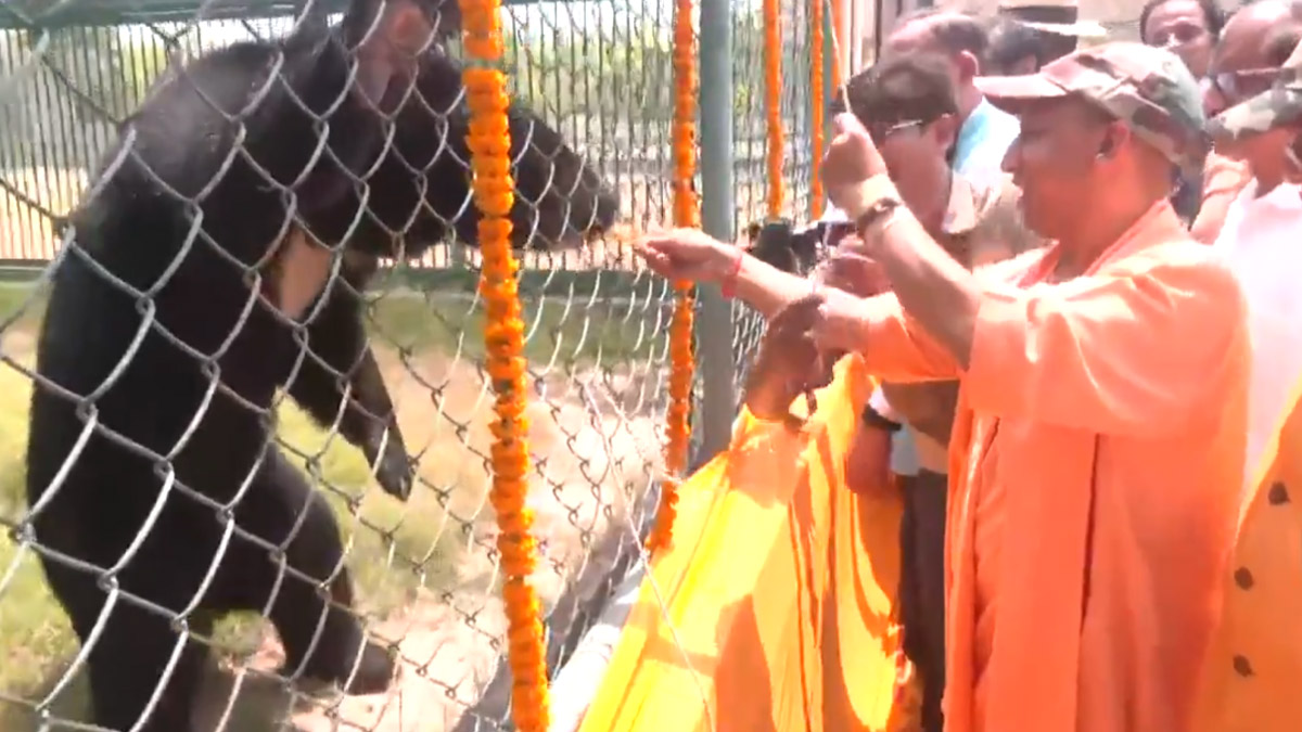 CM Yogi Visited Zoo: CM योगी ने गोरखपुर में किया चिड़ियाघर का निरीक्षण, शेर  की जोड़ी को कराया बाड़े में प्रवेश | 🇮🇳 LatestLY हिन्दी