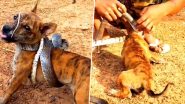 खतरनाक सांप ने बुरी तरह से जकड़ा तो छटपटाने लगा नन्हा कुत्ता, फिर जो हुआ... देखें Viral Video