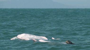 Rare Dolphin: कंबोडिया में पिंक हंपबैक डॉल्फिन के साथ तैरती दिखी दुर्लभ बेबी इरावदी डॉल्फिन, देखें मनमोहक तस्वीरें