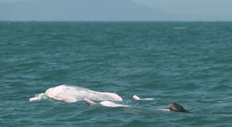 Rare Dolphin: कंबोडिया में पिंक हंपबैक डॉल्फिन के साथ तैरती दिखी दुर्लभ बेबी इरावदी डॉल्फिन, देखें मनमोहक तस्वीरें