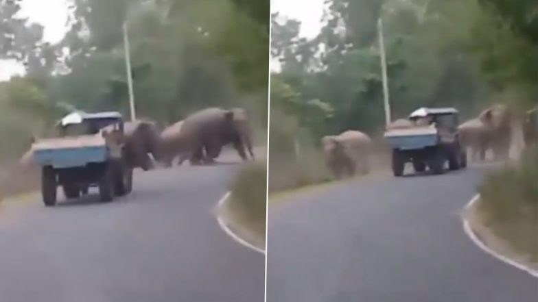 Viral Video: हाथियों का झुंड जंगल में पार कर रहा था सड़क, अचानक सामने आ गई तेज रफ्तार ट्रक और फिर...