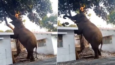 Elephant Viral Video: पेड़ से कटहल तोड़ने के लिए हाथी ने अपनाई गजब की ट्रिक, गजराज की समझदारी के कायल हुए लोग