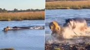 Viral Video: दरियाई घोड़े के इलाके में घुसना शेरों को पड़ा भारी, दुम दबाकर भागने पर मजबूर हुए जंगल के राजा
