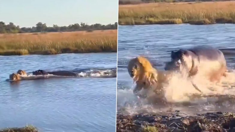 Viral Video: दरियाई घोड़े के इलाके में घुसना शेरों को पड़ा भारी, दुम दबाकर भागने पर मजबूर हुए जंगल के राजा