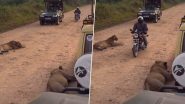 जंगल के बीच वाली सड़क पर बैठे थे दो खूंखार शेर, बिना डरे उनके सामने से बाइक पर सवार होकर निकला शख्स (Watch Viral Video)