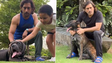 Dhoni Enjoy With Dogs: रांची में बेटी जीवा के साथ फुर्सत का पल बिता रहे MS धोनी, पालतू डॉग्स के साथ मस्ती का वीडियो वायरल