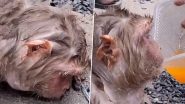 Viral Video: भीषण गर्मी से बेहाल होकर पेड़ से गिरी बंदरिया, लोगों कुछ इस तरह से बचाई जानवर की जान