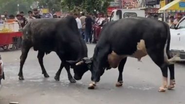 Viral Video: ग्रेटर नोएडा के जगत फार्म मार्केट में दो सांडों के बीच 'मल्लयुद्ध', कई  महंगी गाड़ियां हुई ध्वस्त