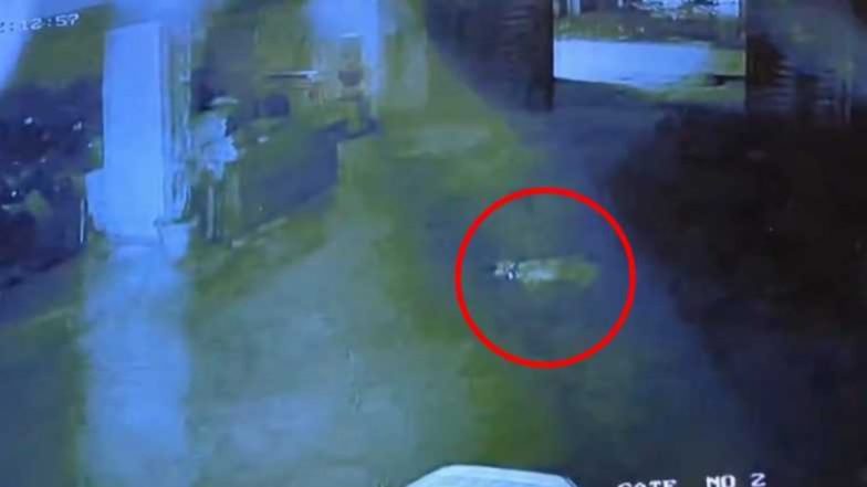 Greater Noida: ग्रेटर नोएडा में कुत्ते को 7वें मंजिल से फेंका, जांच में जुटी पुलिस- VIDEO