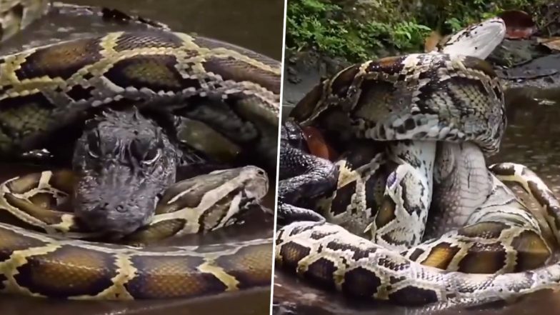 Viral Video: पानी के अंदर हुई अजगर और मगरमच्छ के बीच खतरनाक लड़ाई, फिर जो हुआ... आप भी देखें