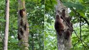 Raccoon Viral Video: अपनी मां के साथ पेड़ पर चढ़ने की प्रैक्टिस करते दिखे नन्हे रैकून, मनमोहक वीडियो हुआ वायरल