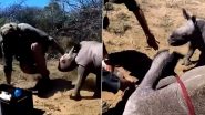 अपनी मां की रक्षा के लिए शख्स से जा भिड़ा नन्हा गैंडा, गुस्साए जानवर ने सींग से किया हमला (Watch Viral Video)