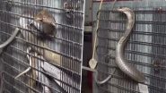 फ्रिज के पीछे कुंडली मारकर बैठा था किंग कोबरा सांप, अचानक फन फैलाकर आग गया सामने और फिर... (Watch Viral Video)