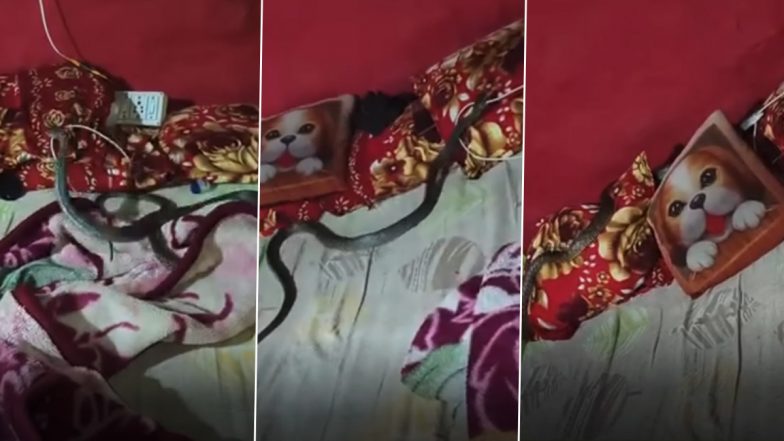 Viral Video: मोबाइल चार्जर को मुंह में दबाकर बिस्तर पर रेंगता दिखा खतरनाक सांप, नजारा देख उड़े लोगों के होश