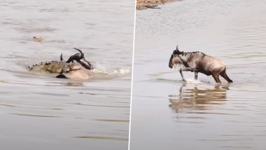 Viral Video: नदी पार करते समय वाइल्डबीस्ट का हुआ खूंखार मगरमच्छों से सामना, फिर जो हुआ देखकर दंग रह जाएंगे आप