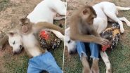 Viral Video: बेस्ट फ्रेंड्स की तरह एक साथ चिल करते दिखे कुत्ता, बंदर और मुर्गा, मजेदार वीडियो सोशल मीडिया पर हुआ वायरल