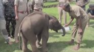 Tamil Nadu Wildlife: अपनी मां से मिलने के बाद भी नहीं मिल पाया हाथी के बच्चे को दूध, बच्चे को मुदुमलाई के एलीफैंट फीडिंग कैंप में लाया गया-Video