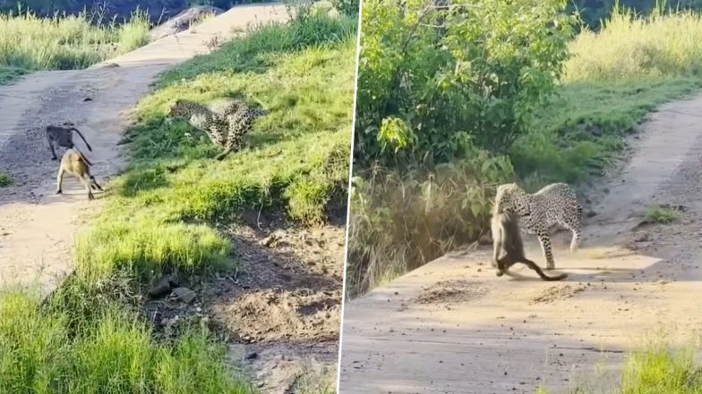 Viral Video: लंगूरों के झुंड पर तेंदुए ने किया अटैक, फिर वानर सेना ने किया ऐसा हमला कि भागने पर मजबूर हुआ शिकारी