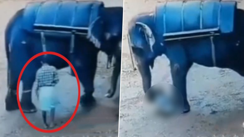 VIDEO: गुस्सैल हाथी ने अपने ही महावत को बेरहमी से कुचलकर मौत के घाट उतारा, देखें दिल दहला देने वाला वीडियो