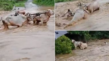 Yavatmal Video: नाला पार कर रहा किसान बैलगाड़ी और बैल समेत पानी में बहा, यवतमाल जिले की घटना