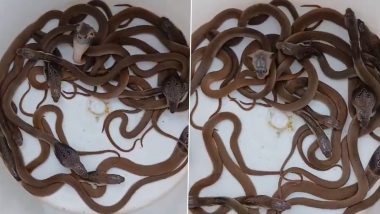 Cobra Snakes Found In Nagpur: घर में जहरीले ब्राउन कोबरा सांप के 14 बच्चे मिले, नागपुर के अमरनगर की घटना, सर्पमित्र ने सभी को पकड़कर जंगल में छोड़ा-Video