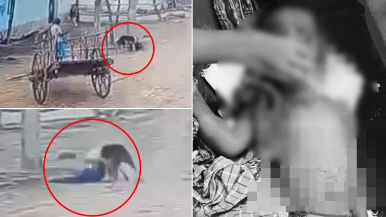 Hyderabad Dog Attack: हैदराबाद में लावारिस कुत्तों के काटने से बच्चे की मौत