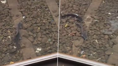 Fish In Mumbai Local Track: मुंबई में भारी बारिश का कहर, लोकल ट्रेन की पटरियों पर तैरती दिखीं मछलियां; सामने आया वीडियो