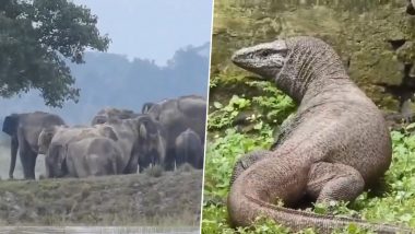 Kaziranga National Park: काजीरंगा नेशनल पार्क में अब तक 131 जानवरों की मौत, 96 को बचाया, असम में बाढ़ से हालात हुए खराब-Video