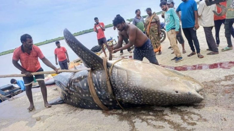 Andhra Pradesh: आंध्रप्रदेश के मछलीपट्टनम में मछुआरों के जाल में फंसी एक विशाल व्हेल शार्क, 1500 किलों था वजन-Video