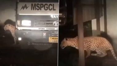 Nagpur Leopard Video: नागपुर के कोराड़ी के पॉवर स्टेशन के पास दिखाई दिया तेंदुआ, लोगों में फैली दहशत