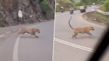 Leopard In Pune Road: अचानक सड़क पर गाडियों के सामने आया तेंदुआ, पुणे के दिवेघाट की घटना, ग्रामीणों ने यहां से सफ़र करनेवालों से सतर्क रहने के लिए कहा-Video