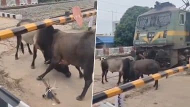 Bull Fight On Railway Track: रेलवे ट्रैक के बीच दो सांडो की जोरदार लड़ाई, ट्रैक से नहीं हटने पर आखिरकार ड्राइवर को रोकनी पड़ी ट्रेन-Video