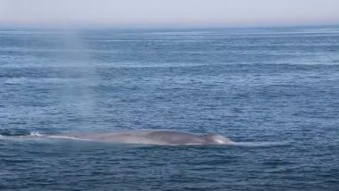 Blue Whale: मैसाचुसेट्स के तट पर दो बार कैमरे में कैद हुआ विशालकाय ब्लू व्हेल का दुर्लभ नजारा, देखें अद्भुत वायरल वीडियो