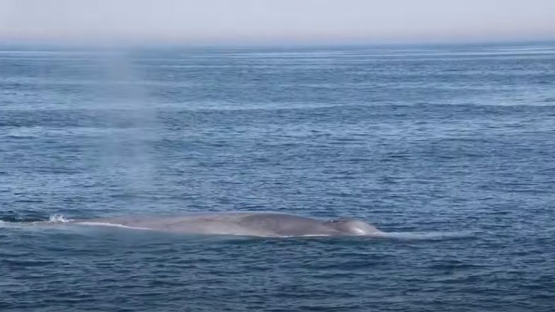Blue Whale: मैसाचुसेट्स के तट पर दो बार कैमरे में कैद हुआ विशालकाय ब्लू व्हेल का दुर्लभ नजारा, देखें अद्भुत वायरल वीडियो