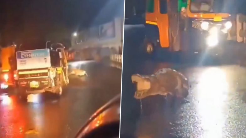 Maharashtra: रत्नागिरी की सड़कों पर चहलकदमी करता दिखा मगरमच्छ, नजारा देख थम गई सांसें (Watch Viral Video)